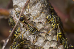 Mischocyttarus angulatus