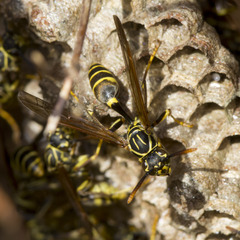 Mischocyttarus angulatus