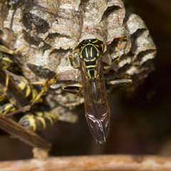 Mischocyttarus angulatus