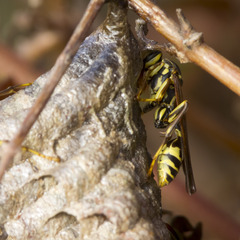 Mischocyttarus angulatus