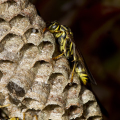 Mischocyttarus angulatus