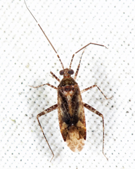 Phytocoris neglectus