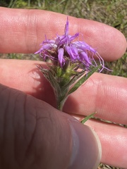 Liatris squarrosa