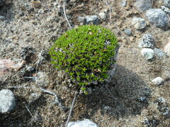 Silene acaulis