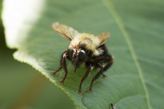 Laphria thoracica