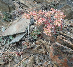 Sedum laxum