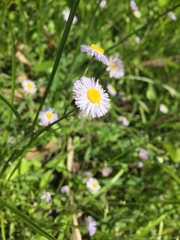 Erigeron quercifolius