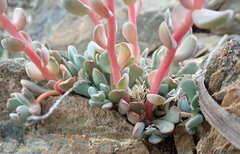 Sedum laxum