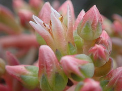 Sedum laxum