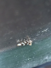 Argyresthia calliphanes