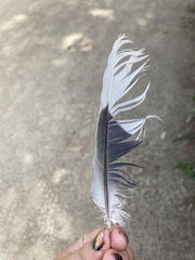 Streptopelia decaocto