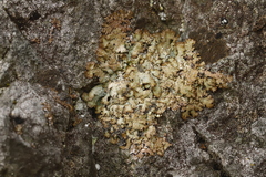 Punctelia stictica