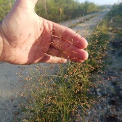 Panicum virgatum cubense