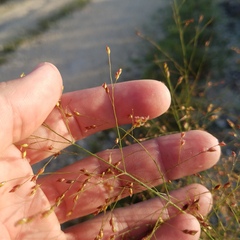 Panicum virgatum cubense