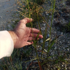 Panicum virgatum cubense