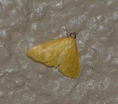 Loxomorpha flavidissimalis