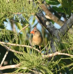 Cardinalis cardinalis image