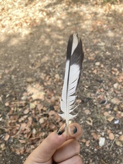 Columba livia domestica