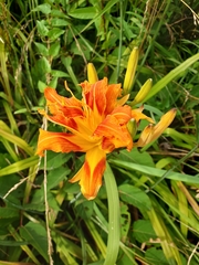 Hemerocallis fulva kwanso