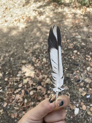 Columba livia domestica