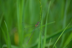Lestes inaequalis