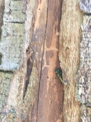 Buprestis rufipes
