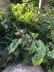 Amaranthus blitum image