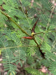Vachellia collinsii