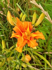 Hemerocallis fulva kwanso