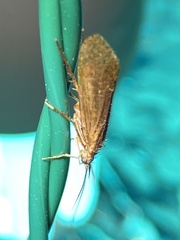 Dicosmoecinae