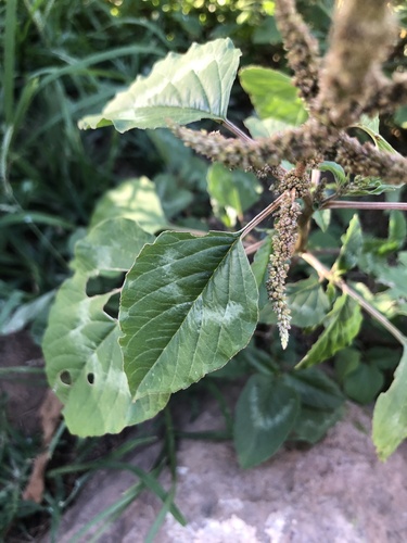 Amaranthus blitum image