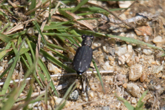 Cicindela punctulata punctulata
