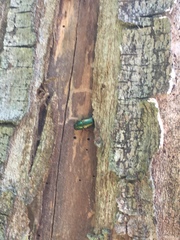 Buprestis rufipes