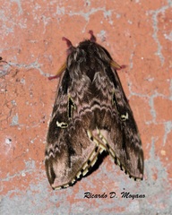 Hidripa perdix
