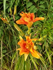 Hemerocallis fulva kwanso