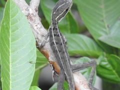 Basiliscus vittatus