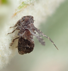 Danepteryx
