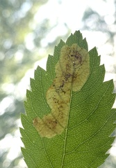 Agromyza valdorensis