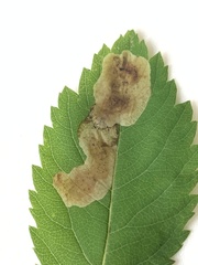 Agromyza valdorensis