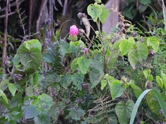 Hibiscus sororius