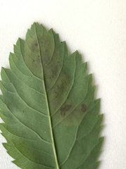 Agromyza valdorensis