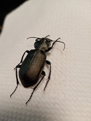 Calosoma maderae