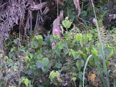 Hibiscus sororius