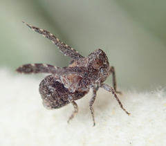 Danepteryx