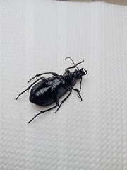 Calosoma maderae