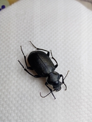 Calosoma maderae