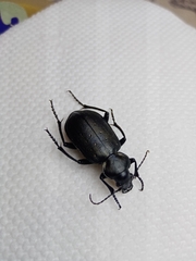 Calosoma maderae