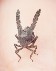 Danepteryx