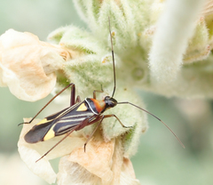 Closterocoris amoenus