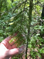 Picea jezoensis